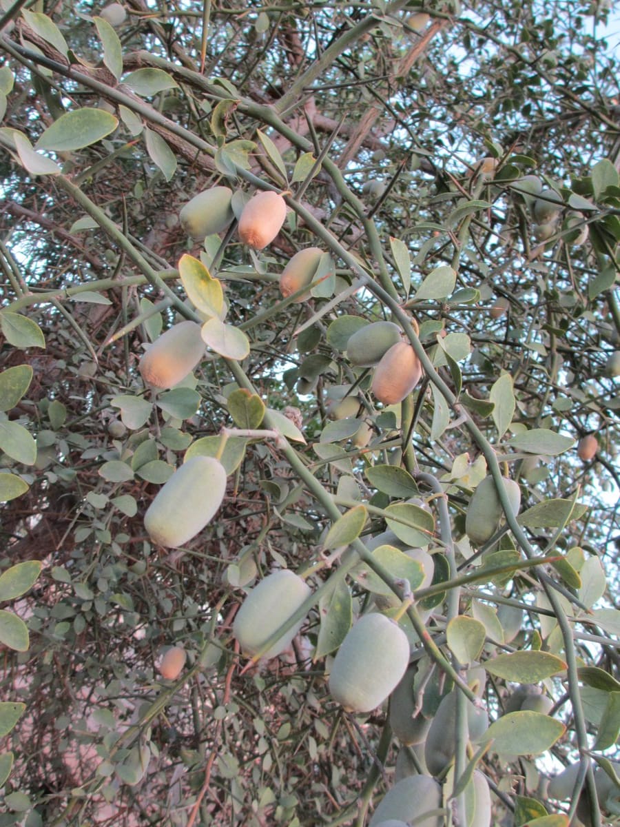 CUTA 8 DA ADUWA KE MAGANI